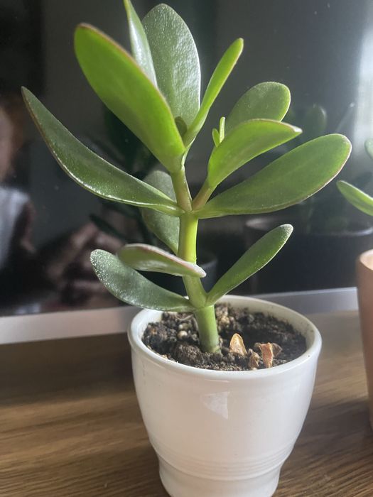 Красула грошове дерево толстянка