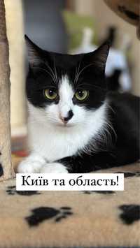 Котик Філя шукає дім