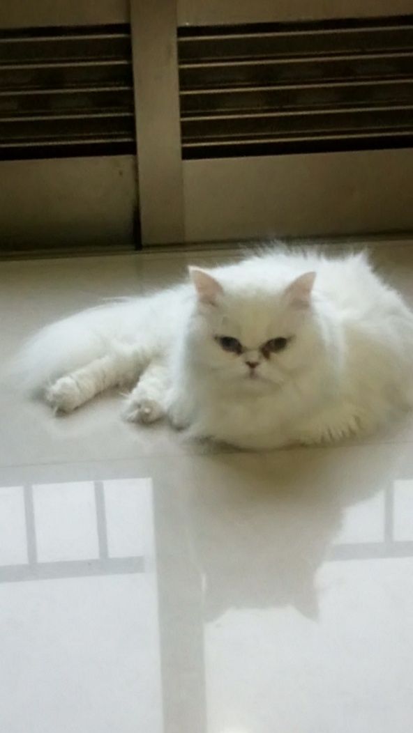 Gatinha persa meiguinha