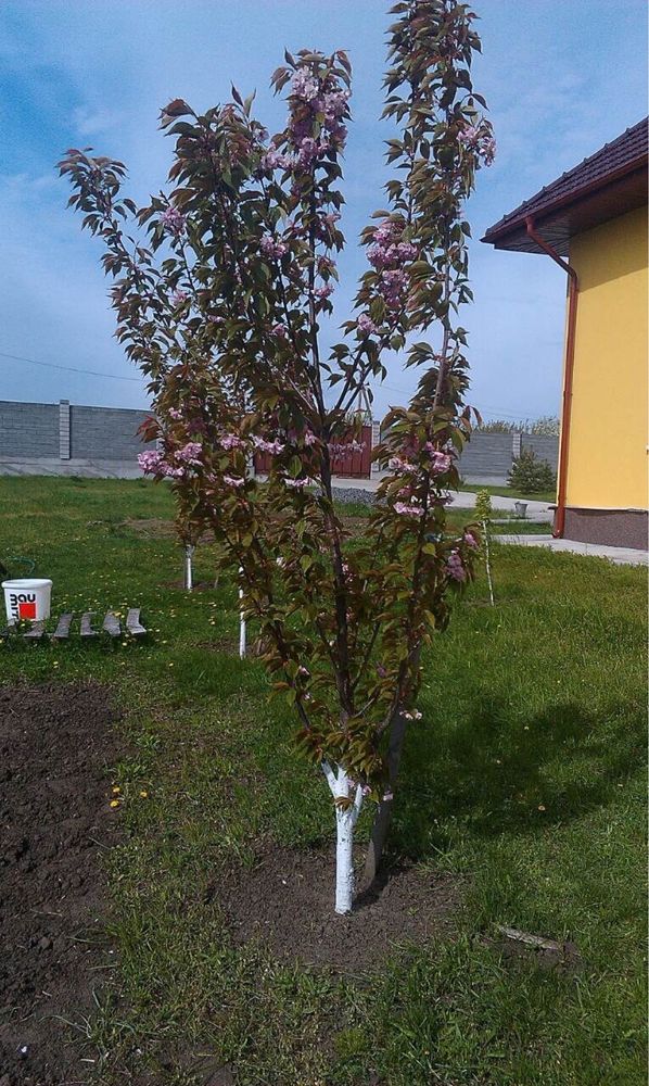 Сакура саженцы (Канзан)