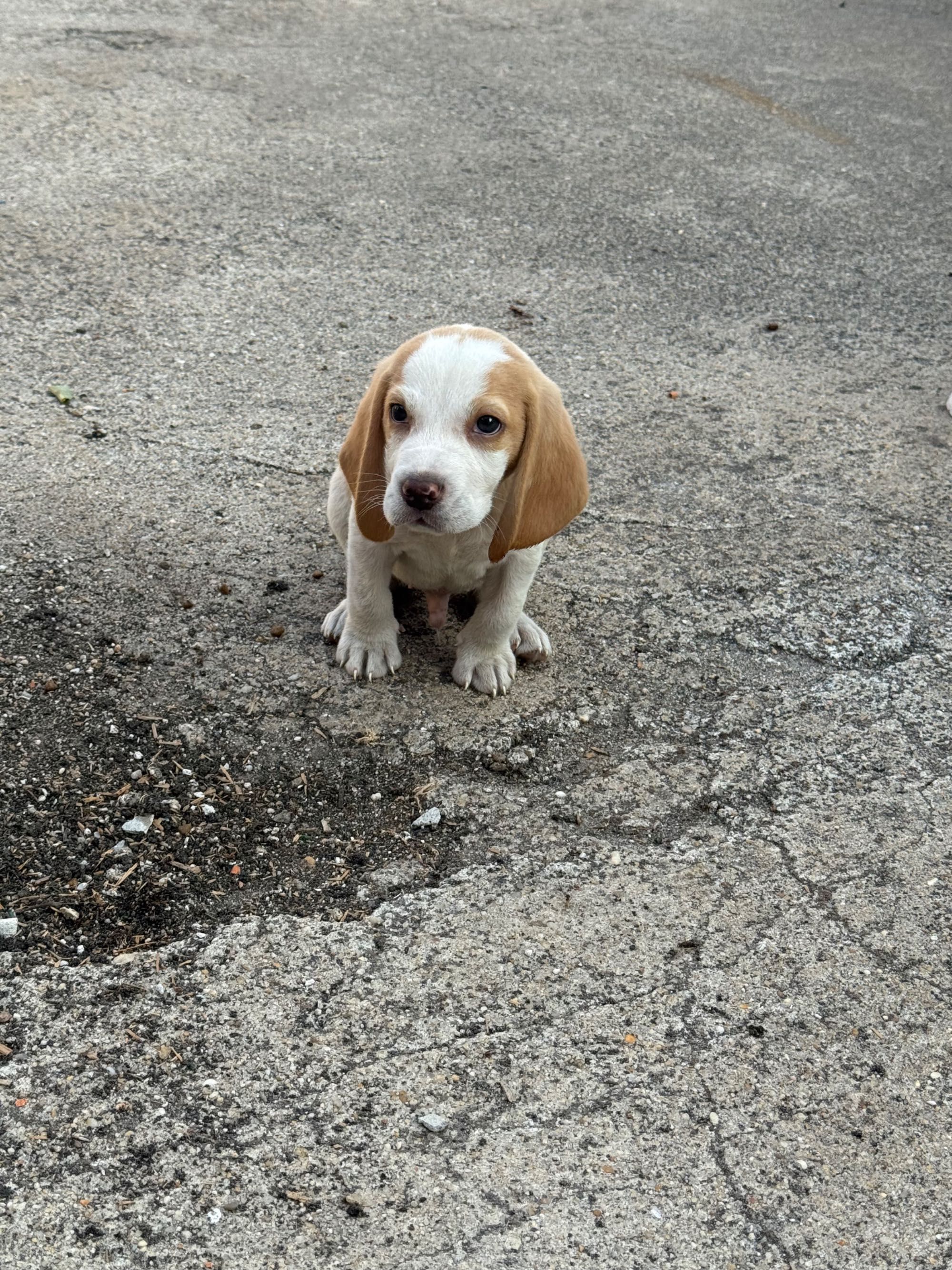 Beagle muito divertido
