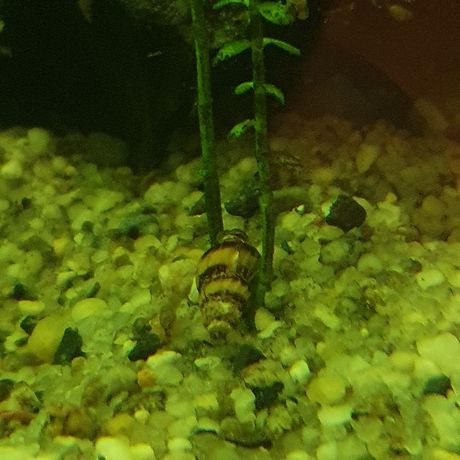 Helenka, ślimak zjadający inne gatunki ślimaków