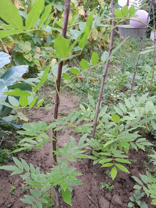 Гліцинія рожева і фіолетова продам