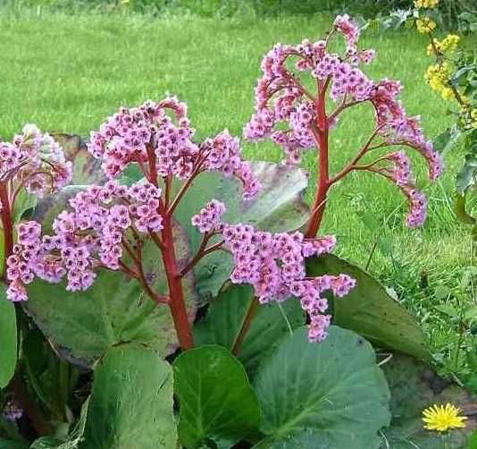 Różowa zimozielona wieloletnia cieniolubna bylina bergenia