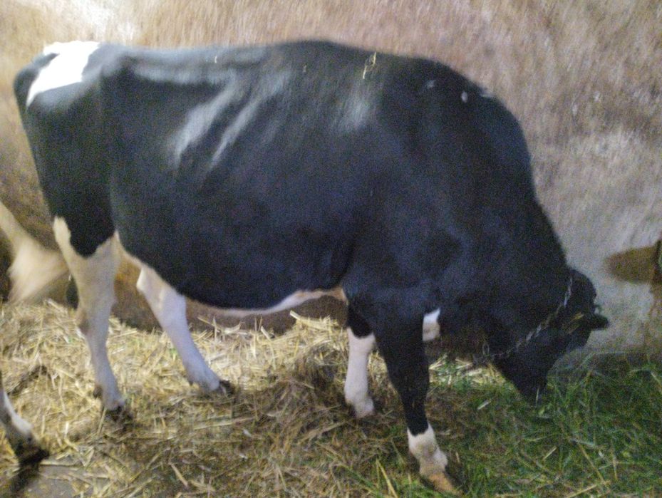 Jałówka wysokocielna