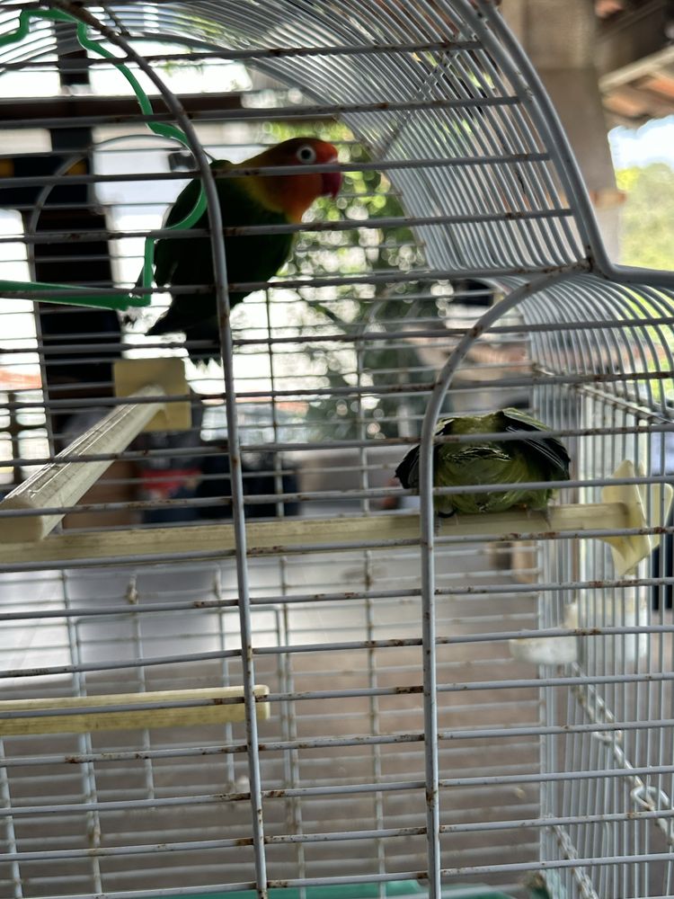 casal agapornis fischer