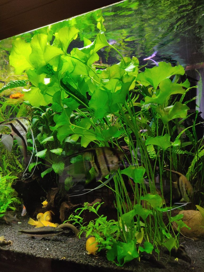 Roślina akwariowa akwarium akwarystyka lotos taiwan