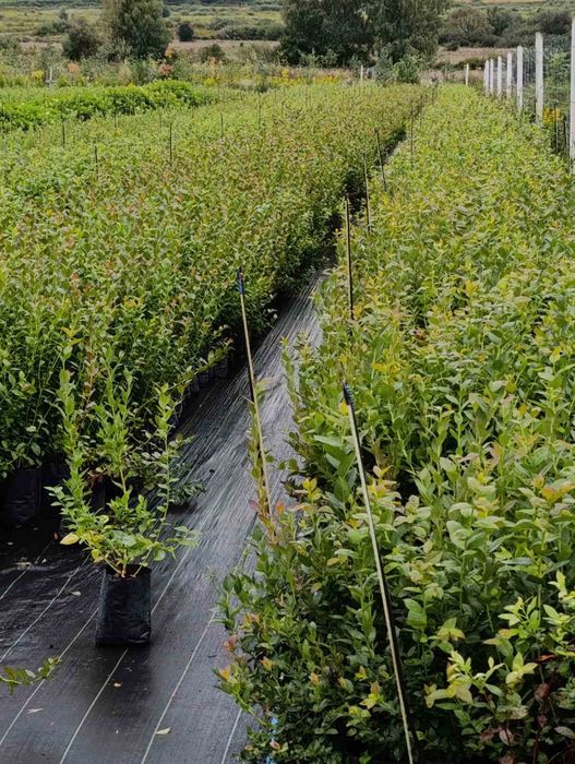 Саджанці лохини голубика борувка АКЦІЯ