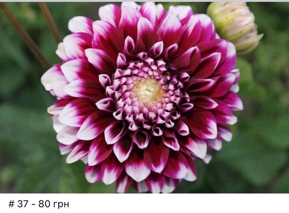 Жоржини кущі, георгіни