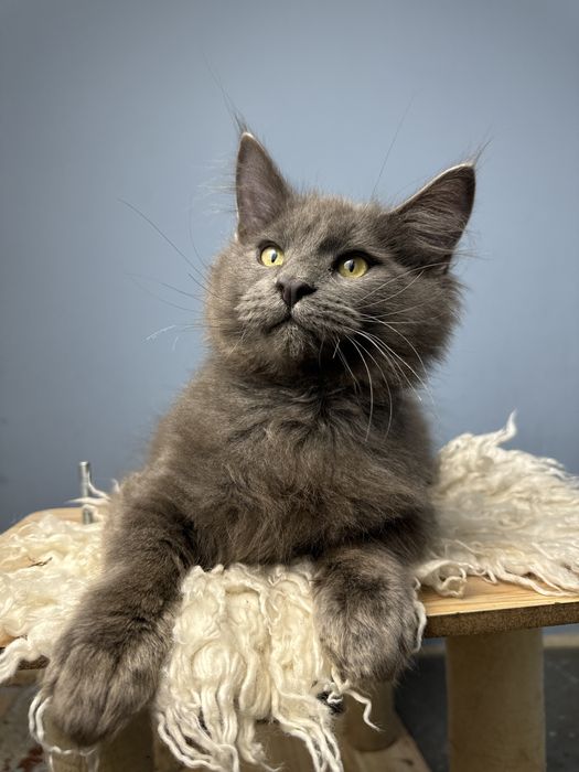 Крупный котенок мейн кун мальчик 3 месяца голубой солид