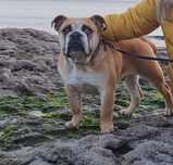 Bulldog inglês para montas