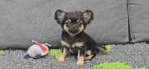 Super mini długowłosa sunia chihuahua!