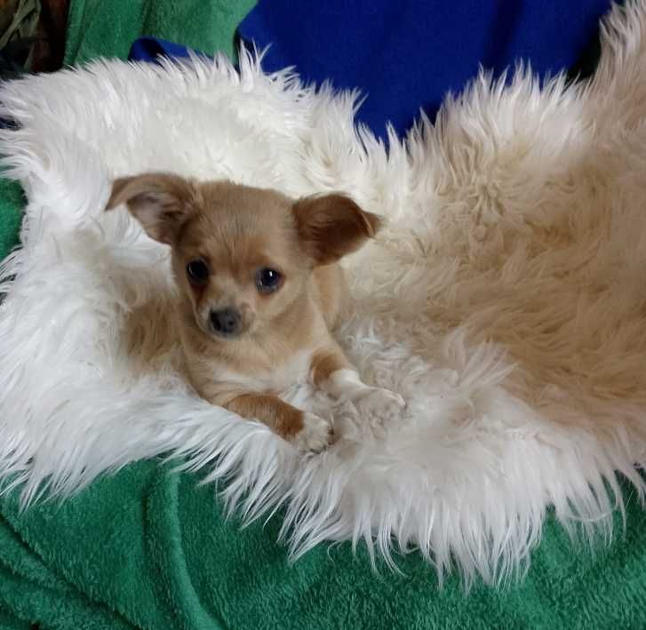 Chihuahua chłopiec długowłosy