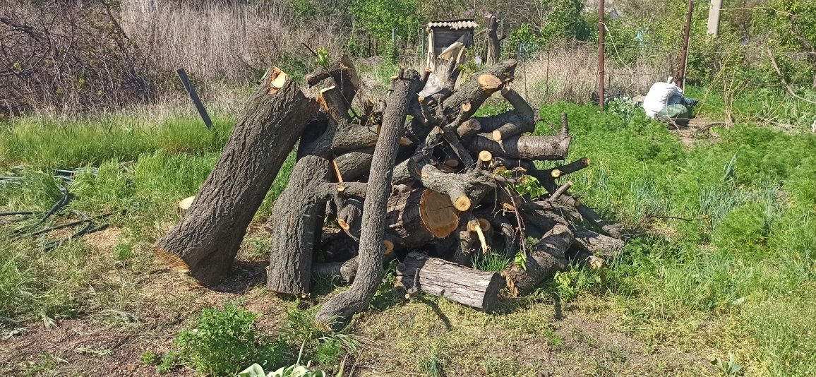 Дрова не різані фруктових дерев
