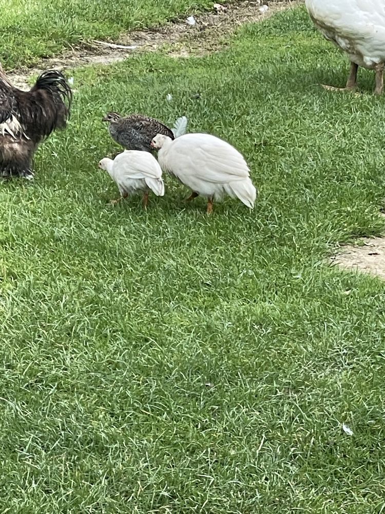Perliczki Polecam