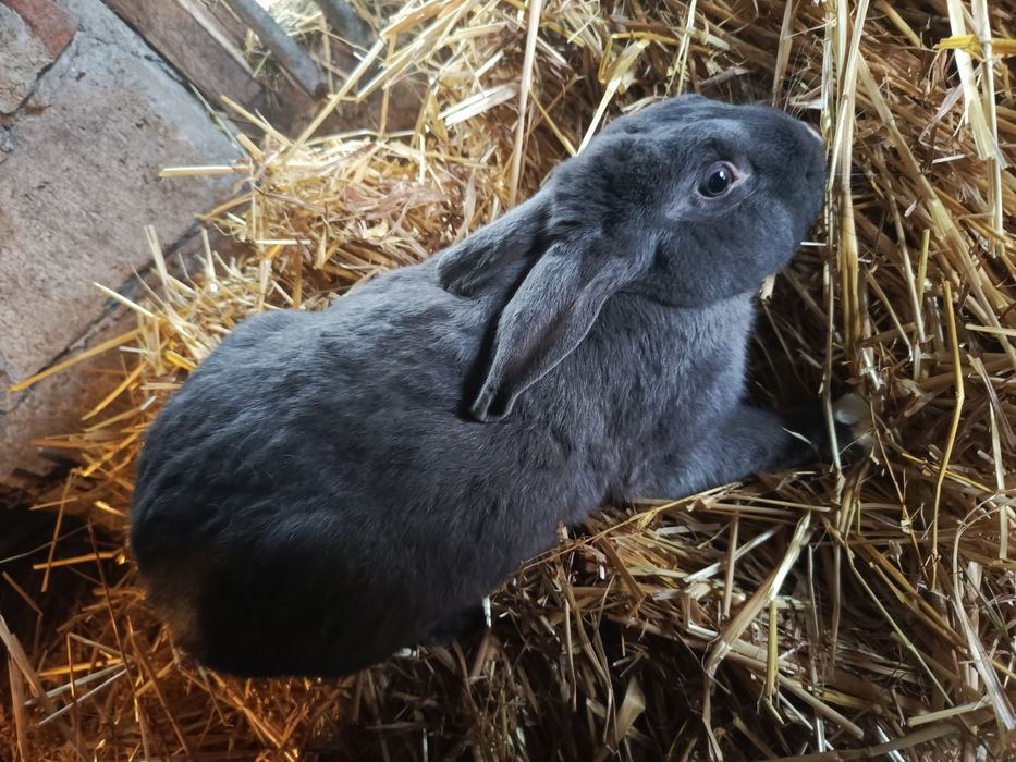 Sprzedam samce i samice