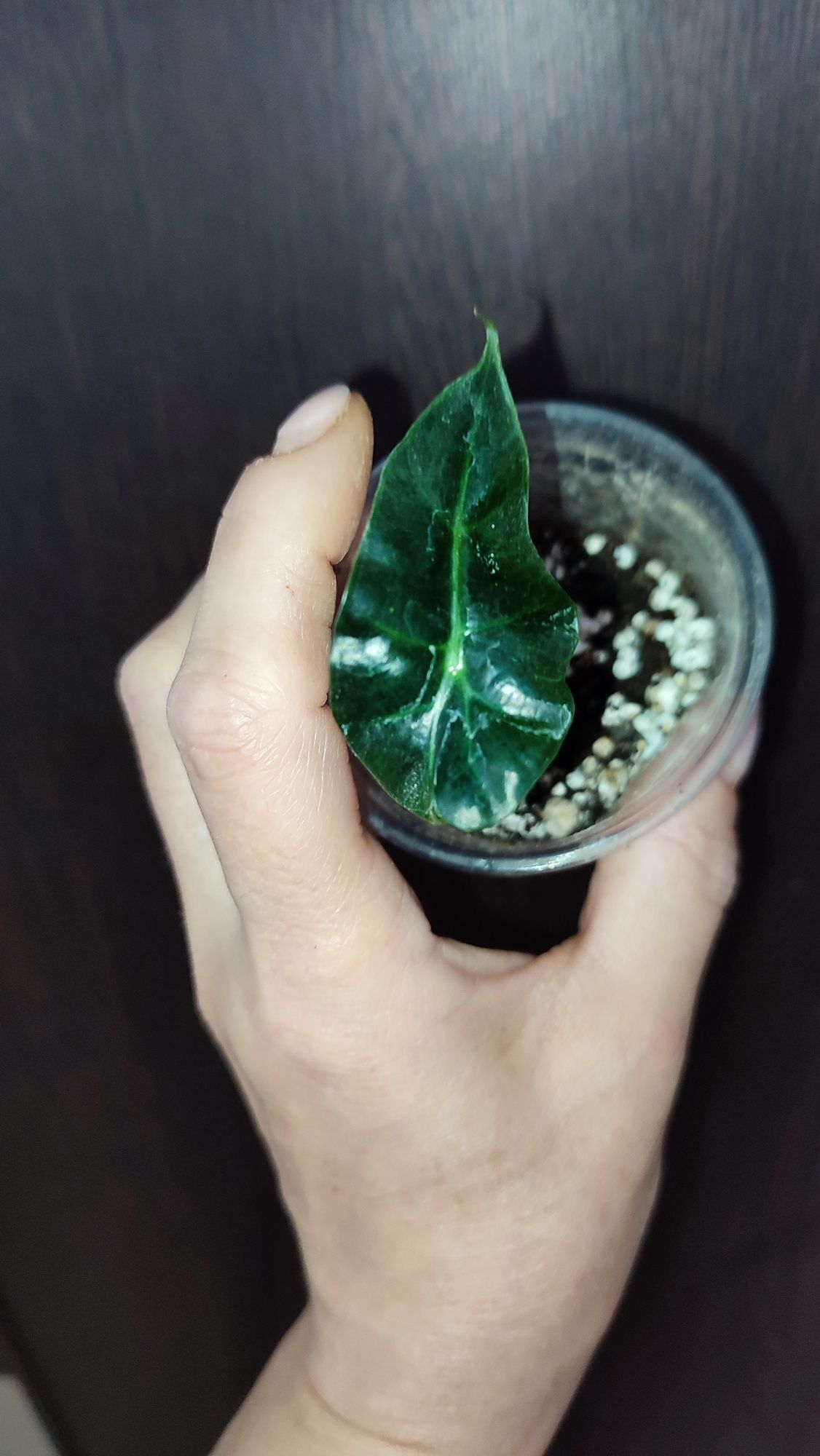 Alocasia Polly młoda obudzona bulwa