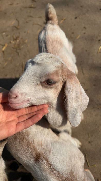 Козел. Козлики. Кози. Молоді кози