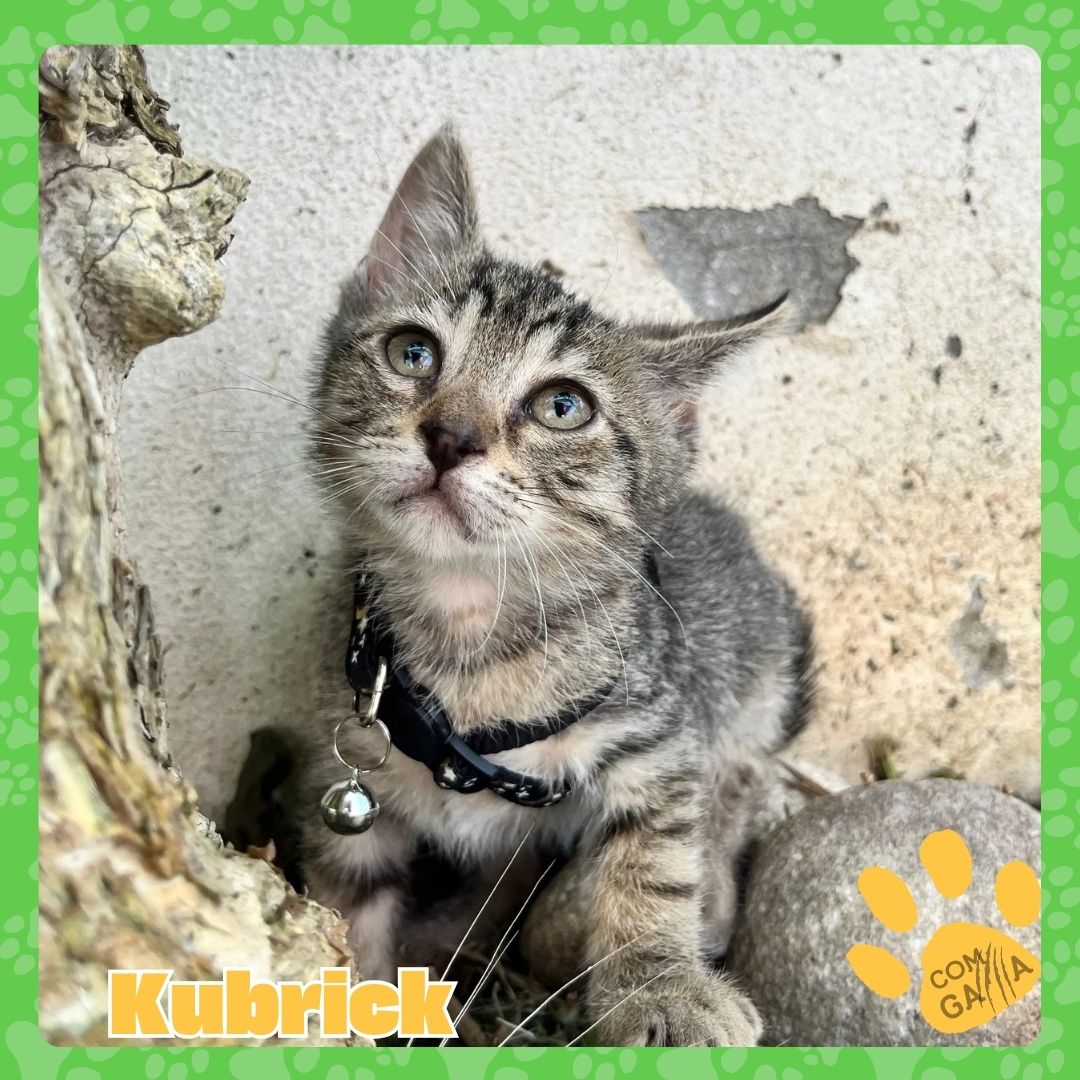 Gatinhos para adopção