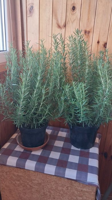 Розмарин в горщиках