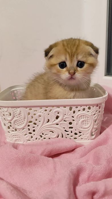 Прямовухі висловухі кошенята золота шиншила хлопчик та дівчинка