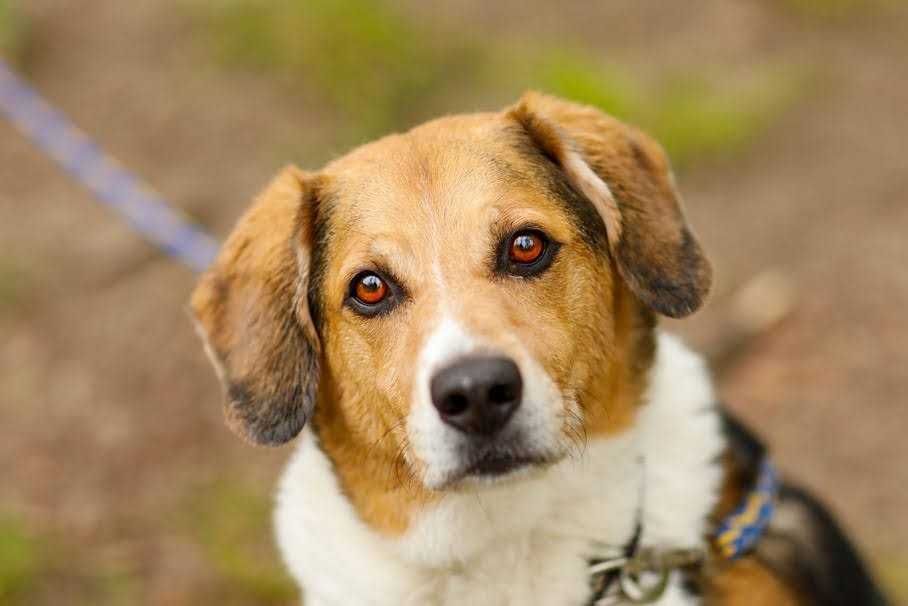 MORIS - bardzo łagodny, miły, mix beagla.[FILMIKI]