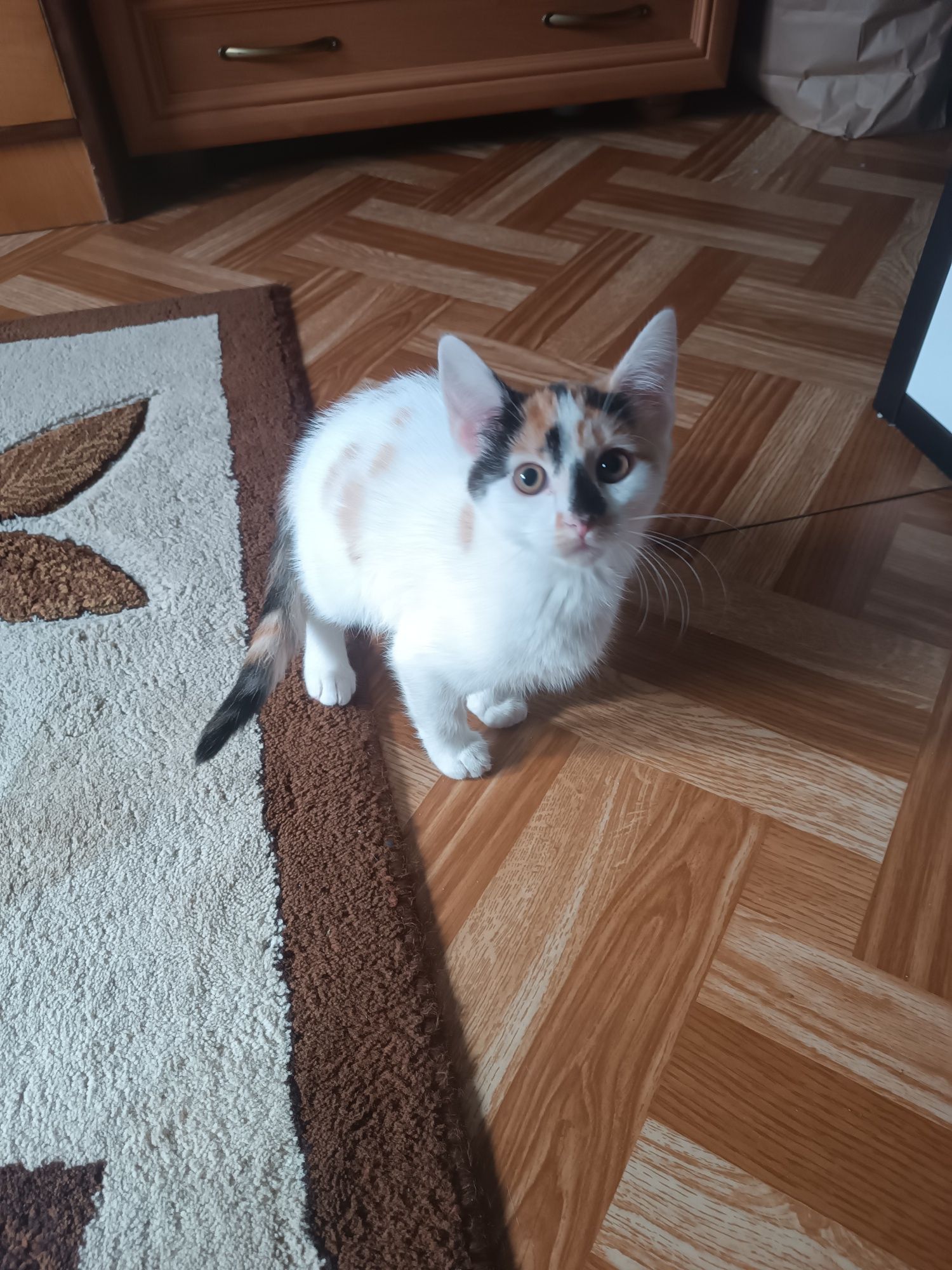 Oddam w dobre ręce kotki