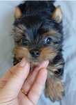 Yorkshire terrier macho mini com LOP