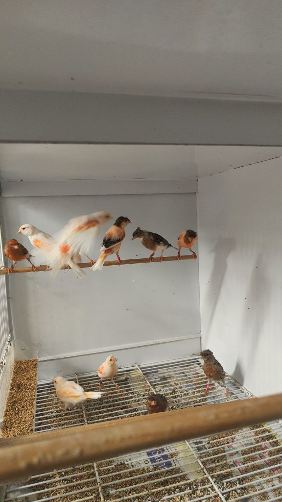 Vendo lote de arlequins