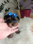 Yorkshire terrier śliczny piesek