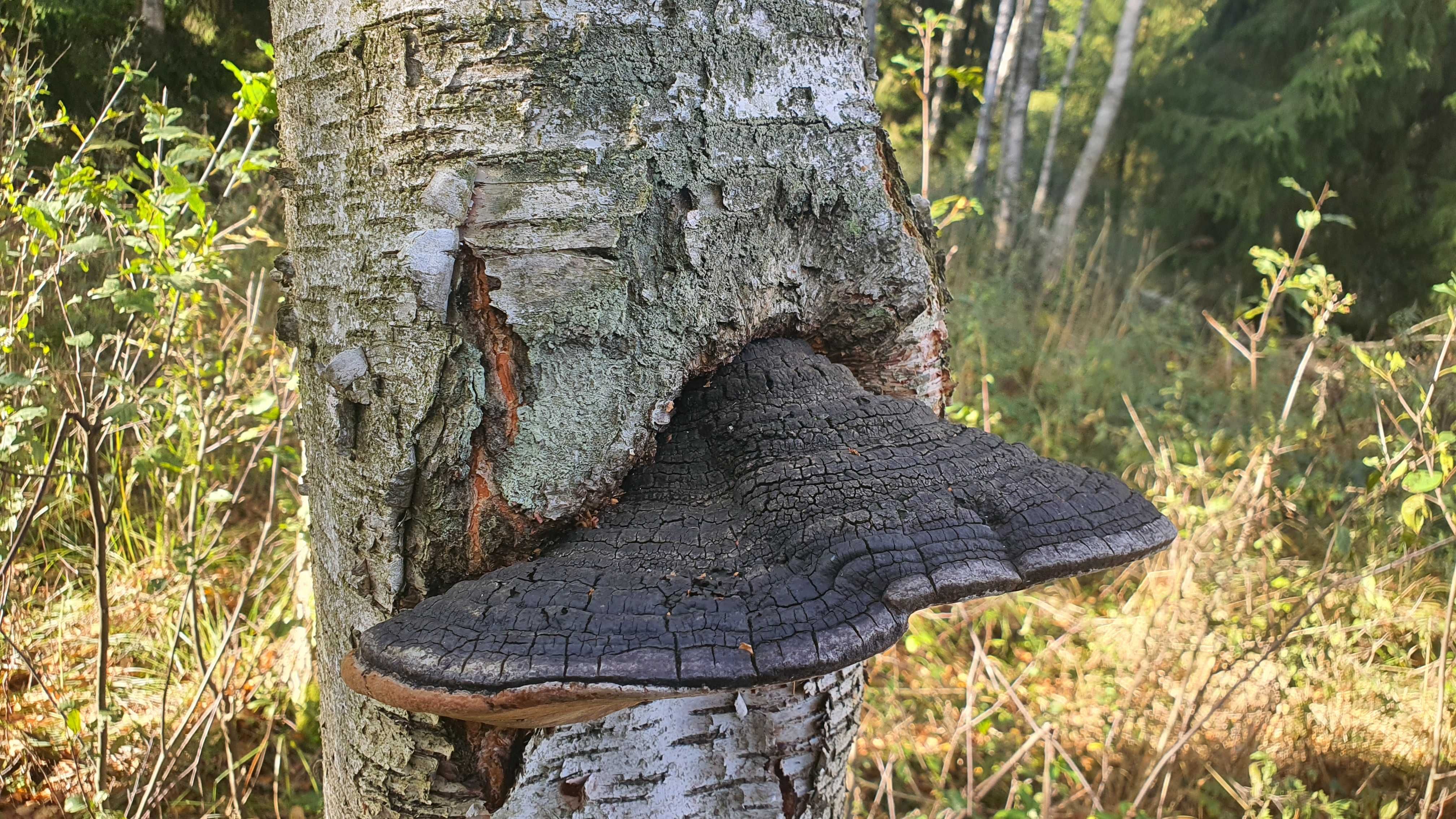 Czyreń ogniowy Phellinus igniarius