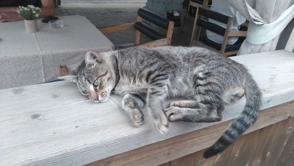 Молодий кастрований котик