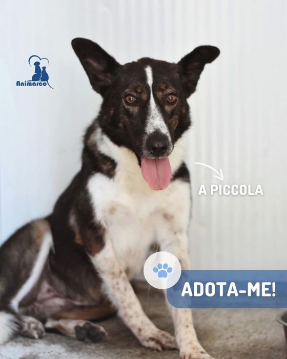 Picola - cadela para adocao