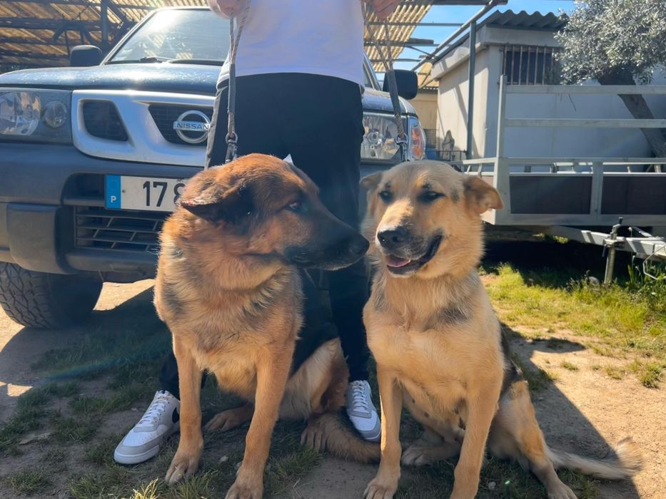 Cachorro de pastor alemão com LOP