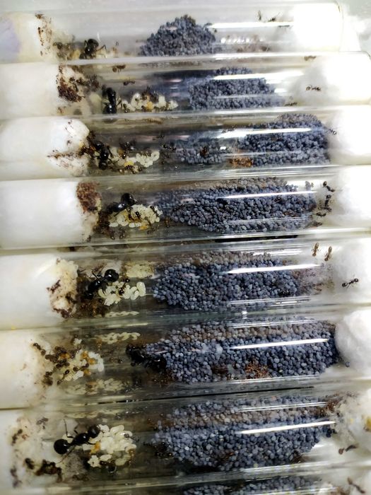 Мурахи-жнеці, колоніі