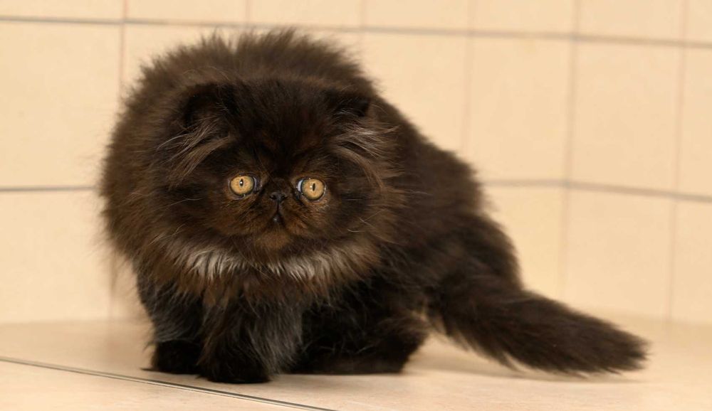 perskie kocięta, kot perski, persy