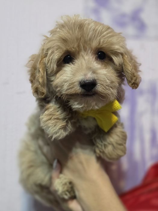 Maltipoo f1 szczenię metryka pies piesek do odbioru