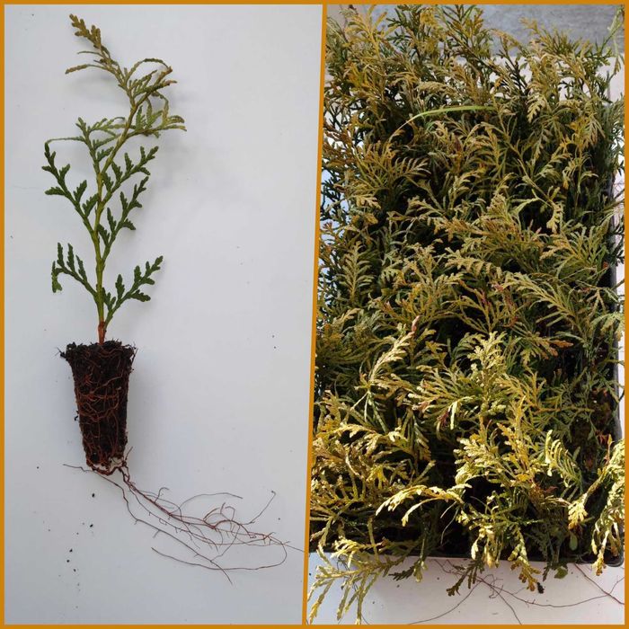 Ялівець Блу Ероу садженці, Туя Смарагд та Брабант садженці