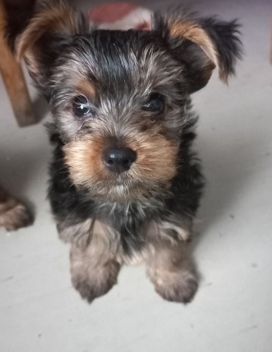 пропоную стандартного йорчика