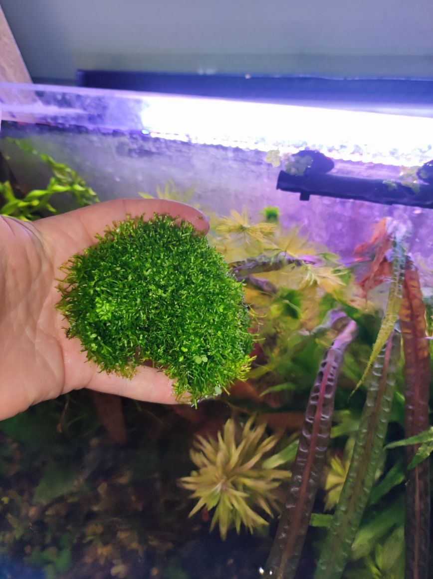 Wgłębka łatwa roślina akwariowa