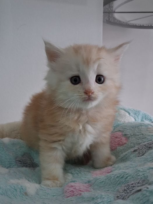 Gatinho Bosques da Noruega  com lop