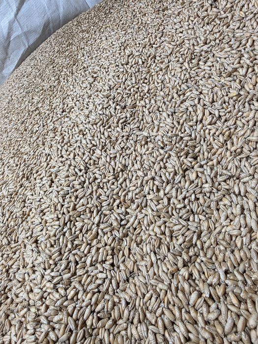 Pszenżyto Trapero czyszczone po centrali