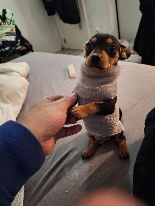 Teckel   Salsicha arlequim