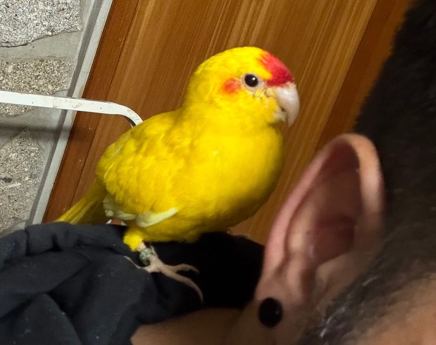 Kakariki domesticado