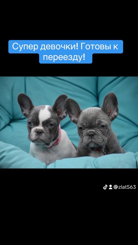 Цветные бульдожки