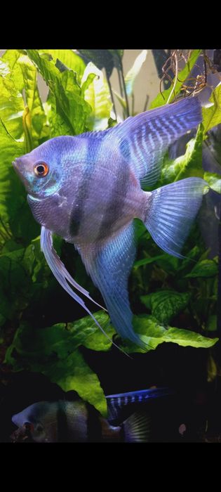 Escalares pinoy azuis juvenis