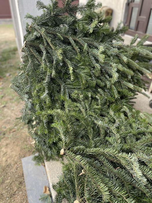 Гілки ялинки хвоя жива пухнаста