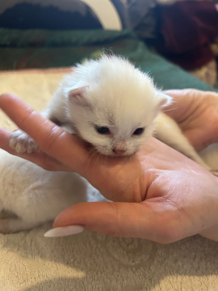 Кошенята маленькі