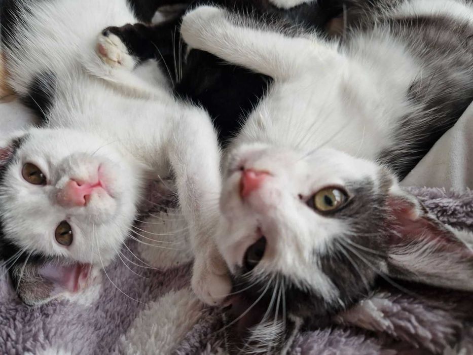 Mała koteczka i kocurek  przytulaśne, nauczone czystości do adopcji.