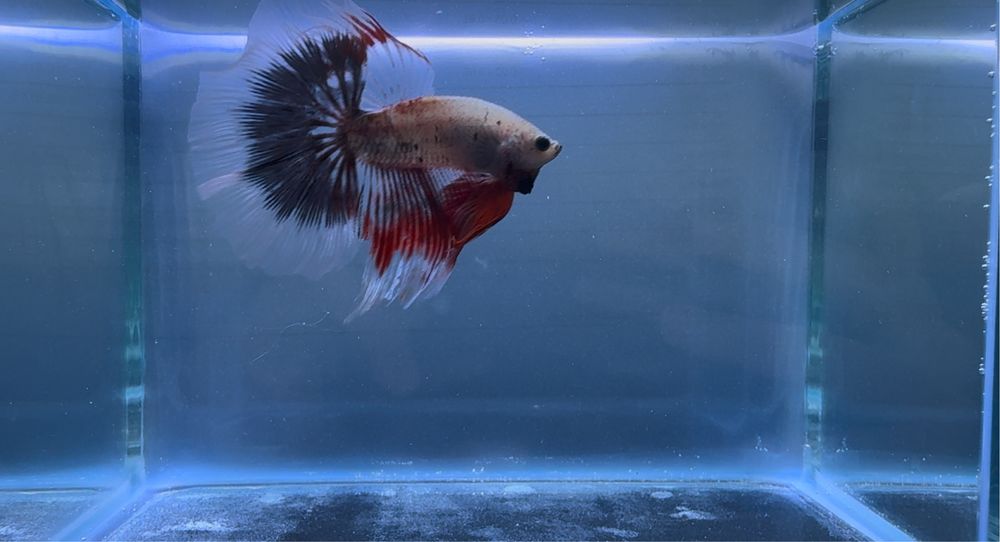 Macho Betta Red Marble Halfmoon